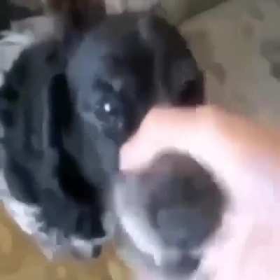 Abububuabubua