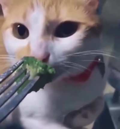 Oh no kitty..
