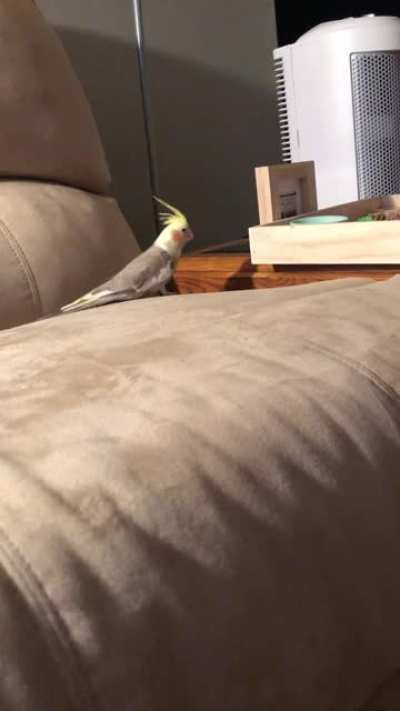 Pidgey the Amputee walking the furthest I have EVER seen with his stump!! Literally sobbing. I didn&rsquo;t think this would be possible. So happy!