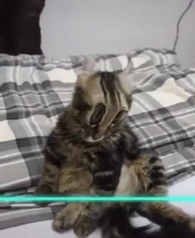 Blursed_cats