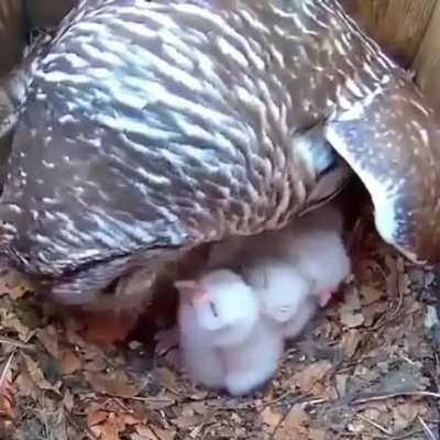 Barred owl feeding her owlets. A barred owl's home territory is about 700 acres, but it depends upon the type and quality of the habitat. Barred owls only nest once per year and lay an average of 2-3 eggs per nesting.