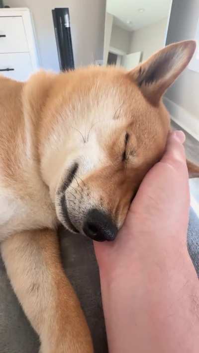 He fell asleep in my hand so naturally I couldn&rsquo;t move until he woke up