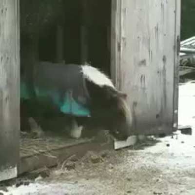 Oh, this pony is determinedly gaining the courage to jump off the little step