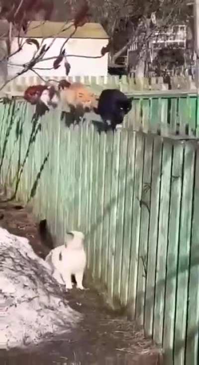 Утро! Пора? Пора!