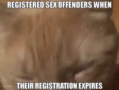Sad cat