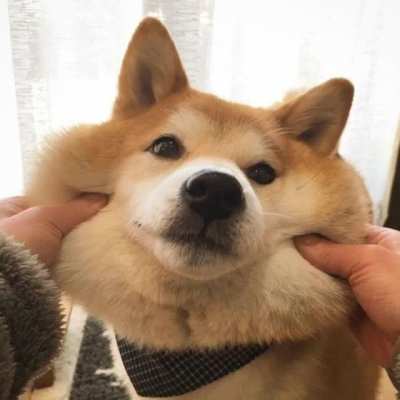 Doggo