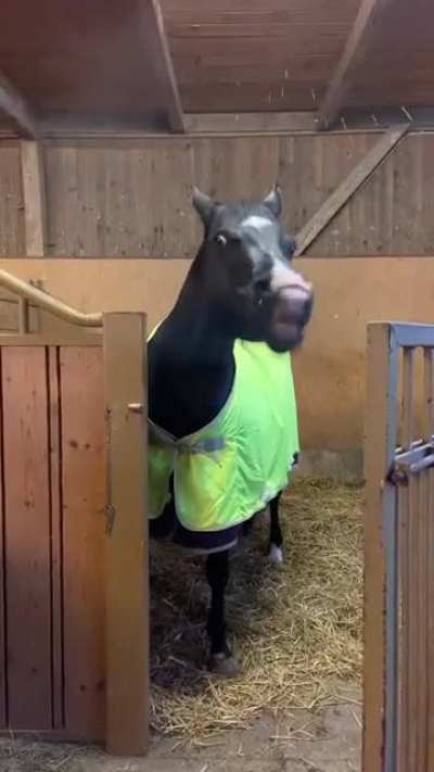 Hello human i am derp