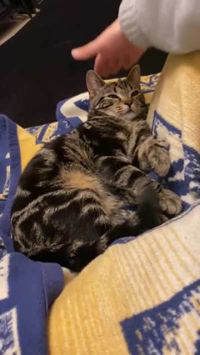 squishy cat