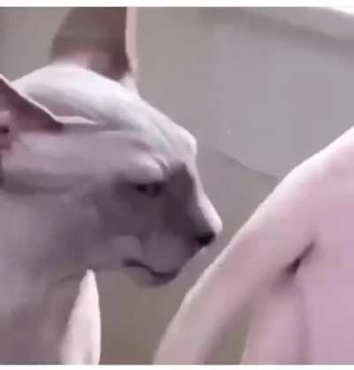 Sniffing Butt