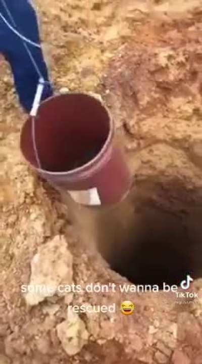 Только чёрному коту и не везёт