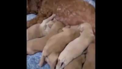 &Ccedil;ocuklarını koruyan k&ouml;peği bir de b&ouml;yle izleyin