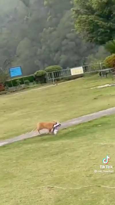 cat in action