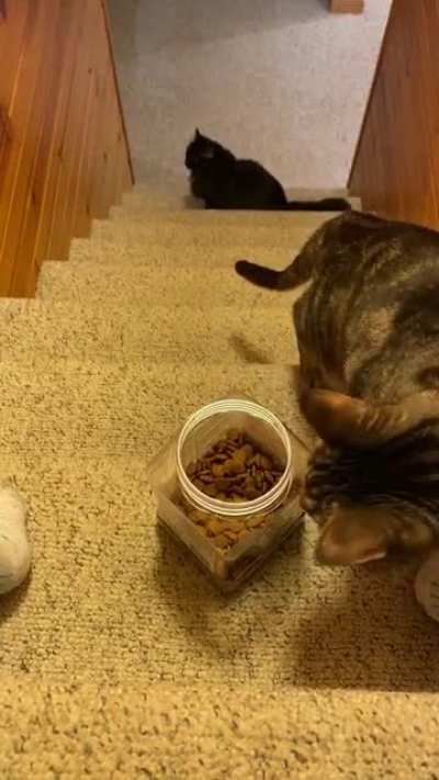 A little too many treats....
