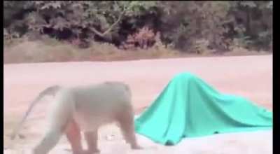 Curious baboon