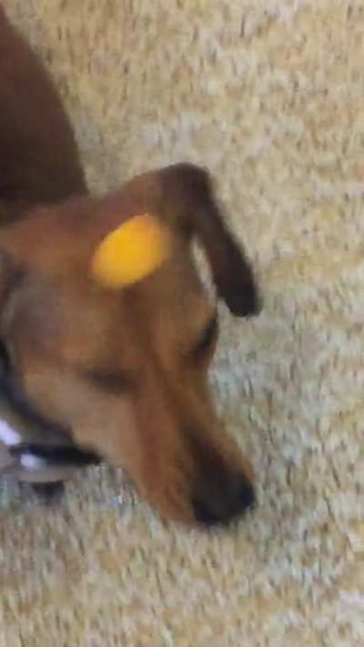 Bonk