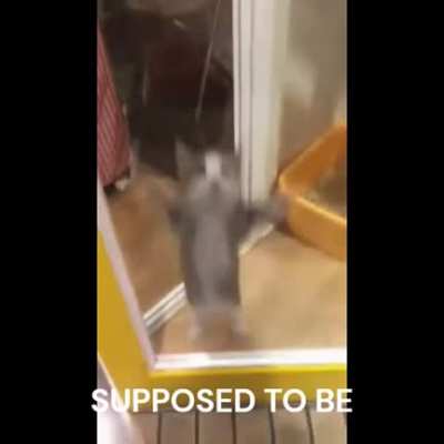 Cat be jammin