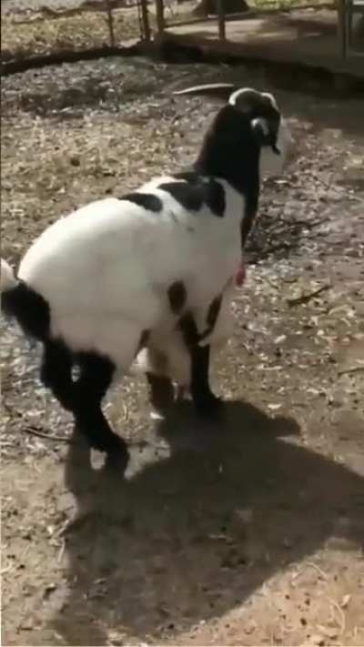 Lan ke&ccedil;i tavuğu sikmeye mi &ccedil;alıştı 😳