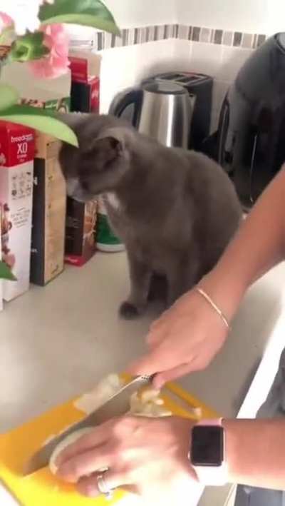 Cat knows what&rsquo;s up