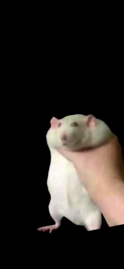 Since you fat rats wouldn't make this, I made it instead. It's an iPhone 11 Wallpaper, but should work with most phones, and if you convert it to a Live photo, It should shake.