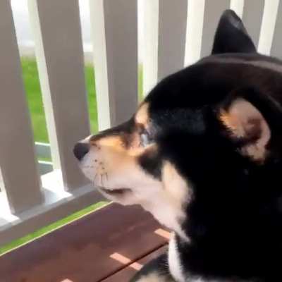 Barking your last bark