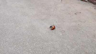 Emerald Cockroach Wasp chases down a Cockroach and paralyzes it. This species has been introduced to tropical areas throughout the world for the control of cockroaches.