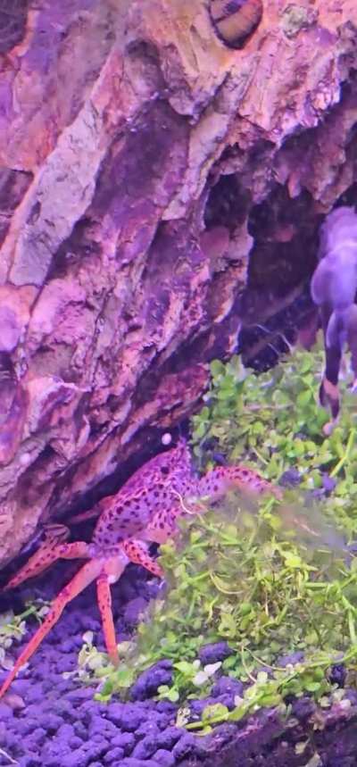 Panther crab in my tank