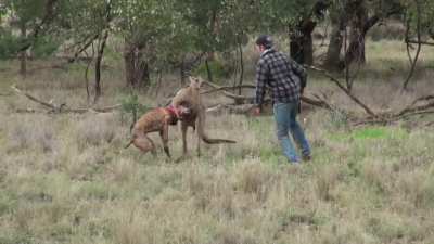 Man punches wild kangaroo to save his dog