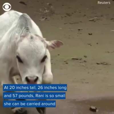 Rani the miniature cow is believed to be the shortest cow in the world