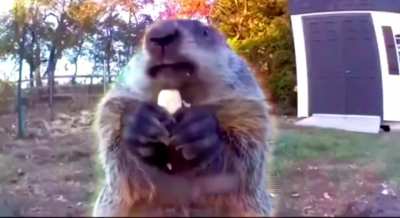 squirrel 