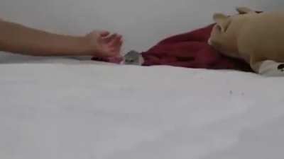 rat jumpscare (real)