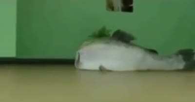 Fish
