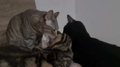Anyone for a threesome?