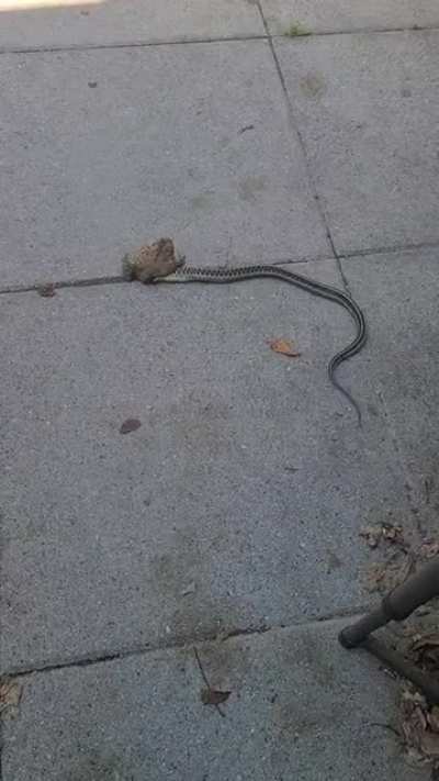 Gartner vs toad on my patio today
