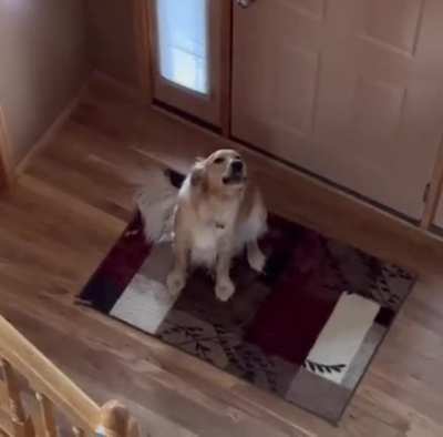 Dog thought he was alone