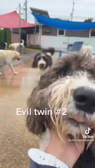 Even dogs have issues. [Not OC]