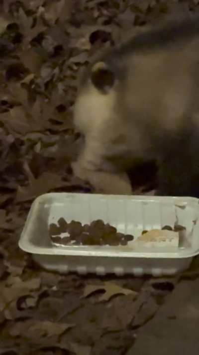 Mr. 11 PM graciously leaving some kibble for the next Raccoon Shift.