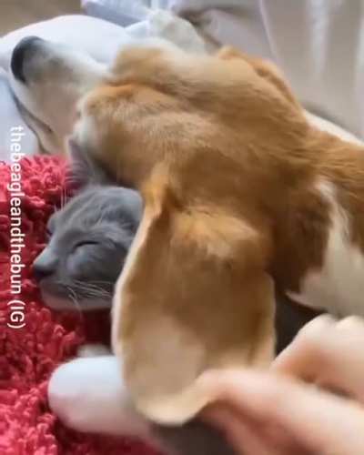 Немного милоты