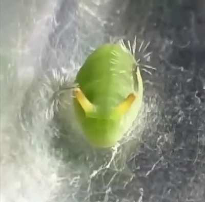 I know it&rsquo;s a funny video but what is this?