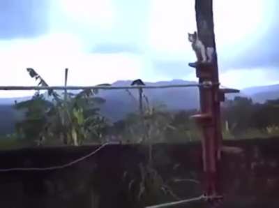 Ninja kitty warrior