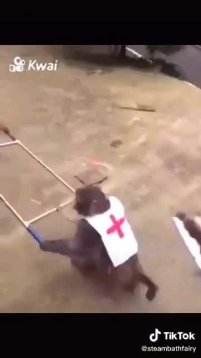 Top 10 monkey moments😳😳😳