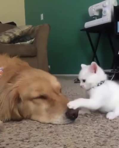 Boop boop
