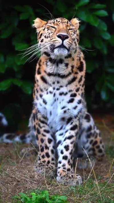🔥The Amur leopard (Panthera pardus orientalis) is a leopard subspecies native to the Primorye region of southeastern Russia and northern China
