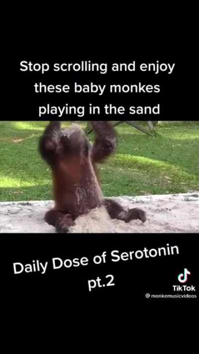 More monke vids