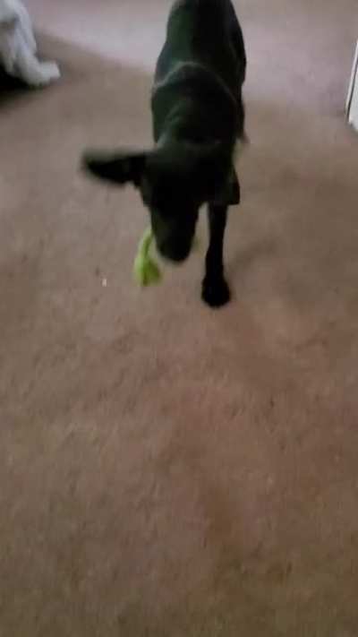 My 5month-old black beagle is still learning the concept of fetch. We're 90% there.