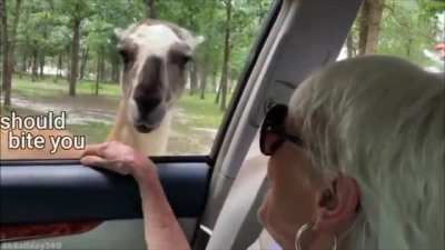 Alpaca attitude