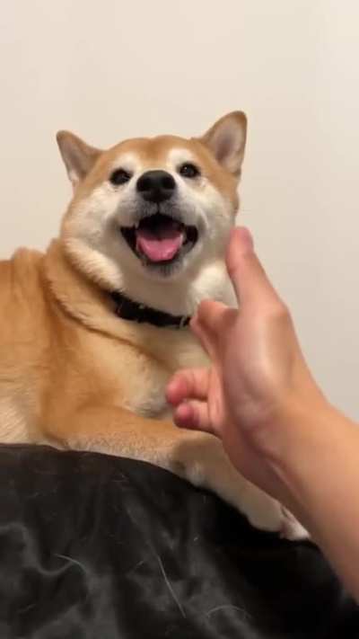 Shiba shot!