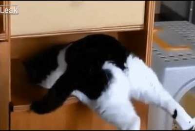 "I haz regrets!" - Cat