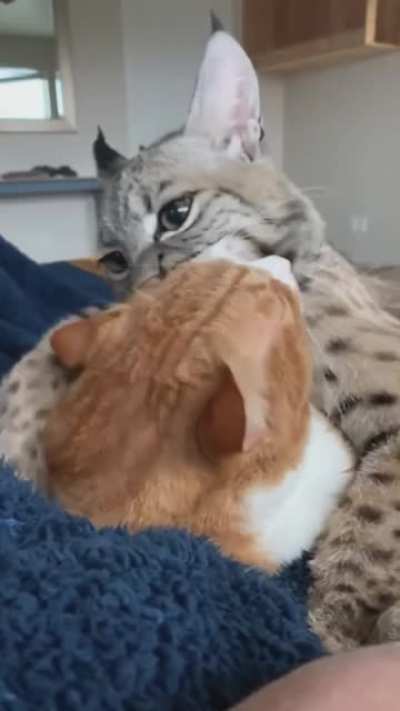 Petception