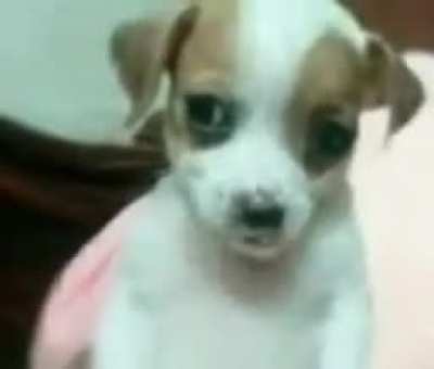Otro deepfake del perro panson todo gordo todo panson