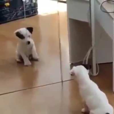 Puppy seeing himself in the mirror for the first time!